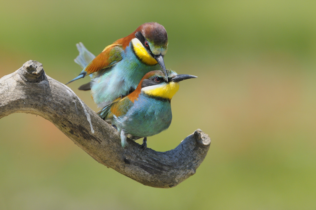 Gruccioni in accoppiamento